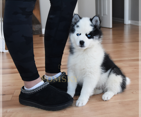 Medium Photo #1 Pomsky Puppy For Sale in KANSAS CITY, MO, USA