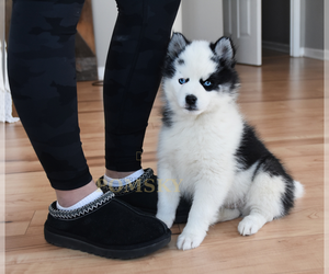 Pomsky Puppy for sale in KANSAS CITY, MO, USA