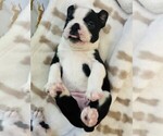 Puppy Jelly Bean Boston Terrier