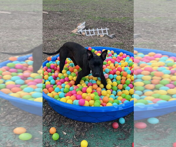 Medium Photo #10 Mutt Puppy For Sale in Candler, NC, USA