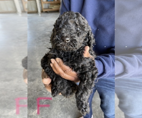 Medium Photo #3 Poodle (Standard) Puppy For Sale in CHARITON, IA, USA