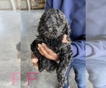 Small Photo #3 Poodle (Standard) Puppy For Sale in CHARITON, IA, USA