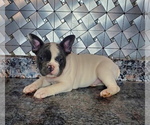 French Bulldog Puppy for sale in GOSHEN, IN, USA