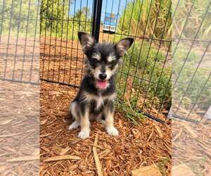 Chihuahua-Unknown Mix Dogs for adoption in Corona, CA, USA