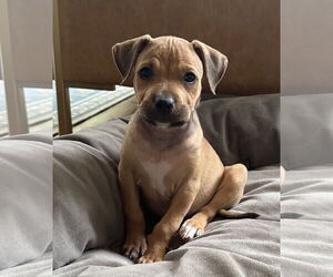 American Pit Bull Terrier-Unknown Mix Dogs for adoption in La Vergne, TN, USA
