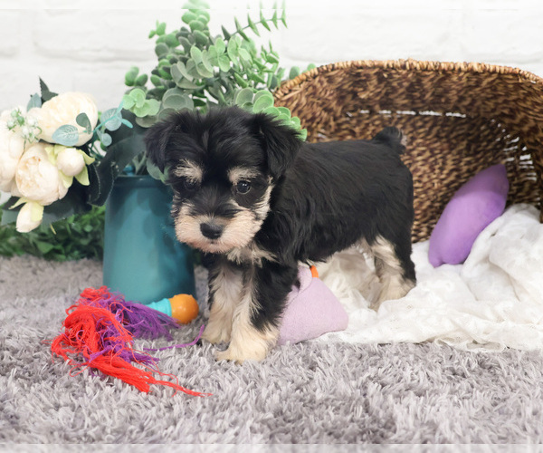 Medium Photo #14 Schnauzer (Miniature) Puppy For Sale in SYRACUSE, IN, USA