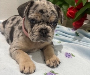 French Bulldog Puppy for sale in VALRICO, FL, USA