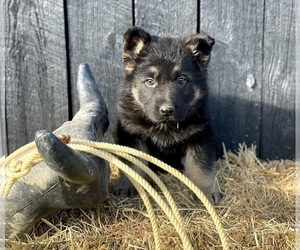 German Shepherd Dog Puppy for sale in WEST LIBERTY, KY, USA