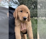 Small #1 Golden Retriever
