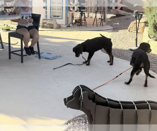 Medium Photo #4 Rottweiler Puppy For Sale in Gilbert, AZ, USA