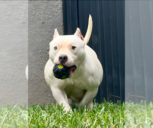 Mother of the American Bully puppies born on 11/30/2024