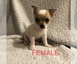 Small Photo #6 Chihuahua Puppy For Sale in BLUE SPRINGS, MO, USA