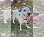 Small #4 Labrador Retriever Mix