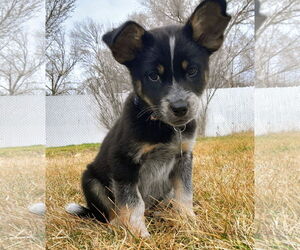 Mutt Dogs for adoption in Sandy, UT, USA