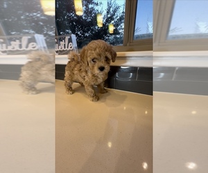 Poodle (Toy) Puppy for sale in HOUSTON, TX, USA