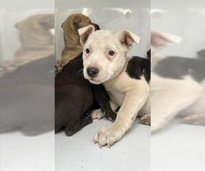 Shepradors Dogs for adoption in Houston, TX, USA