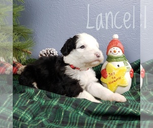Sheepadoodle Puppy for sale in CEDAR GAP, MO, USA