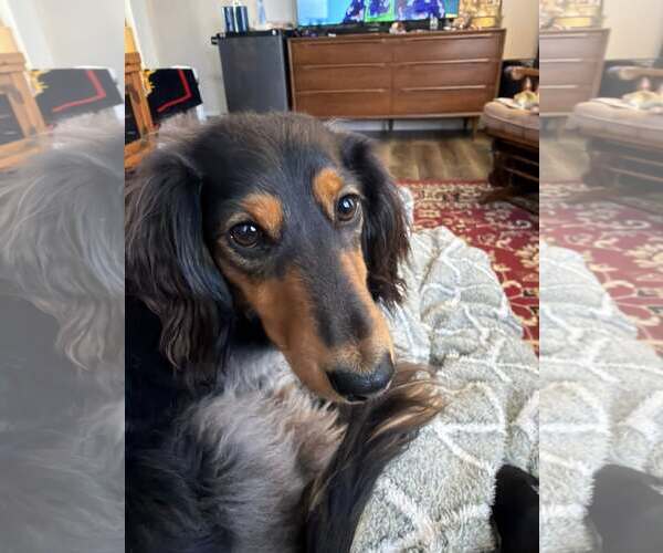 Medium Photo #4 Dachshund Puppy For Sale in Sioux Falls, SD, USA