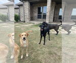 Small #2 Labrador Retriever