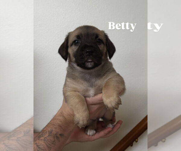 Medium Photo #1 Mutt Puppy For Sale in Bellevue, WA, USA