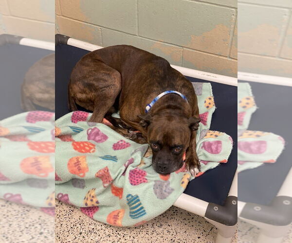 Medium Photo #3 Boxer Puppy For Sale in Austin, TX, USA