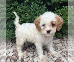 Small #1 Cavapoo (Miniature)