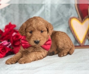 Goldendoodle Puppy for sale in LANCASTER, PA, USA
