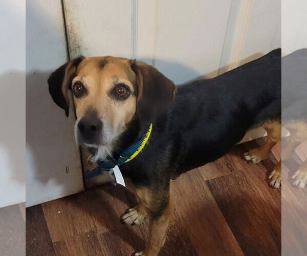 Medium Photo #4 Beagle-Unknown Mix Puppy For Sale in Las Vegas, NV, USA