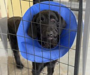 Miniature Labradoodle Dogs for adoption in San Diego, CA, USA