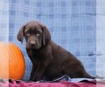 Small #1 Labrador Retriever