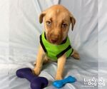 Small #3 Labrador Retriever Mix