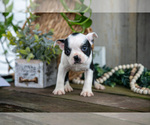 Small Photo #25 Boston Terrier Puppy For Sale in MILLERSBURG, OH, USA