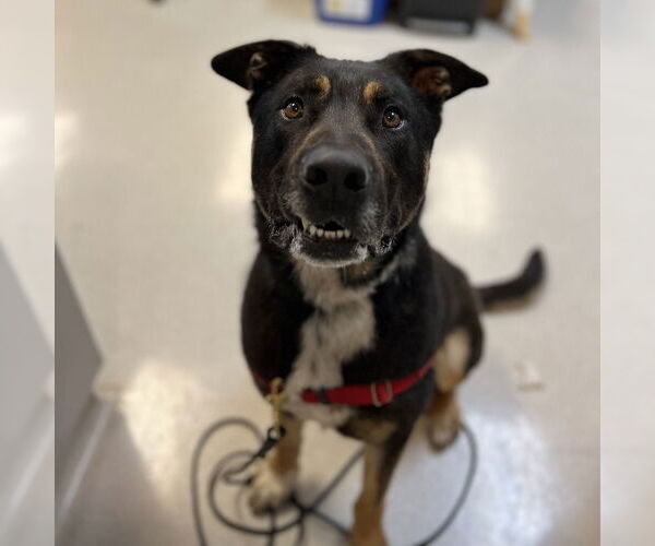 Medium Photo #2 Rottweiler-Unknown Mix Puppy For Sale in Rohnert Park, CA, USA