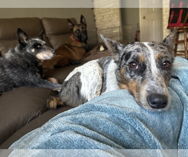 Medium Photo #6 Australian Shepherd-Unknown Mix Puppy For Sale in Milpitas, CA, USA