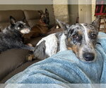 Small #5 Australian Shepherd Mix