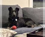 Maximus - Male Mutt Dog for Adoption - Small photo