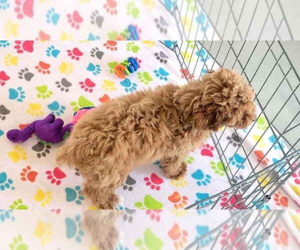 Medium Photo #4 Cock-A-Poo-Poodle (Miniature) Mix Puppy For Sale in ORO VALLEY, AZ, USA