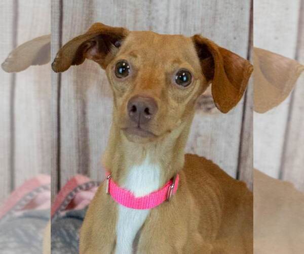 Medium Photo #1 Dachshund-Italian Greyhound Mix Puppy For Sale in Kennesaw, GA, USA
