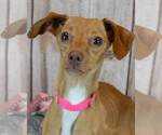 Small Dachshund-Italian Greyhound Mix