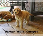 Small #3 Cavapoo