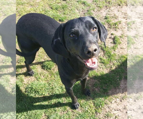 Medium Photo #2 Labrador Retriever-Unknown Mix Puppy For Sale in Coldwater, MI, USA
