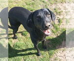 Small #1 Labrador Retriever Mix