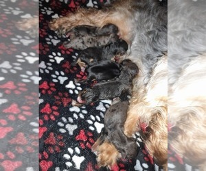 YorkiePoo-Yorkshire Terrier Mix Puppy for sale in SHELBY, NC, USA