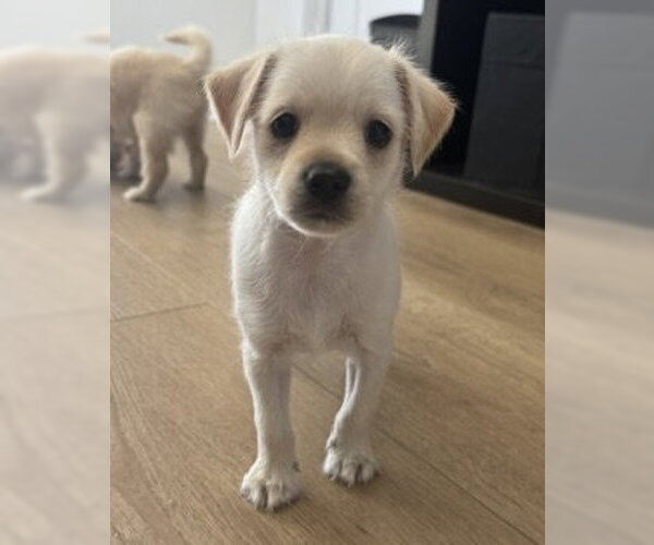 Medium Photo #2 Maltese-Unknown Mix Puppy For Sale in Corona, CA, USA