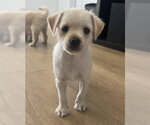 Small #1 Maltese Mix