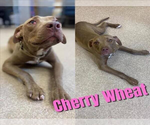 Medium Photo #1 American Pit Bull Terrier-Unknown Mix Puppy For Sale in Saginaw, MI, USA
