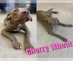 Small American Pit Bull Terrier Mix
