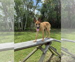 Small #11 German Shepherd Dog Mix