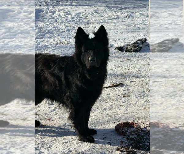 Medium Photo #1 German Shepherd Dog Puppy For Sale in FLINT, MI, USA