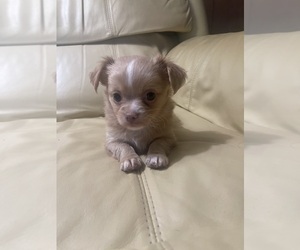 Chihuahua Puppy for sale in MILWAUKEE, WI, USA